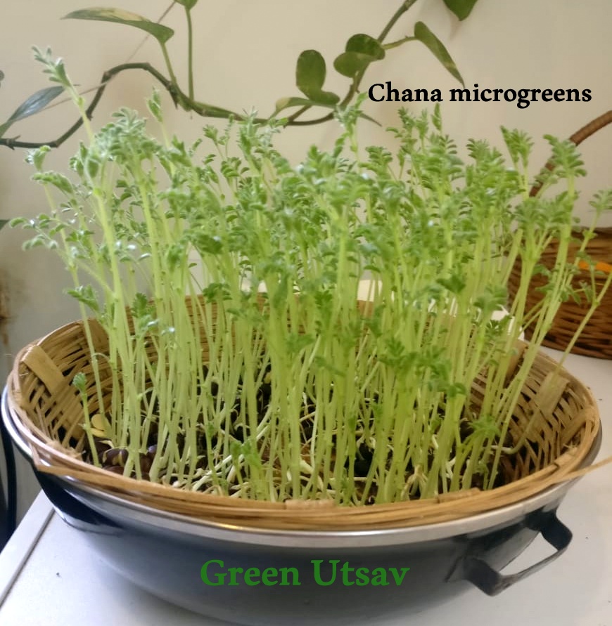 Go Green Growing Microgreens without soil , Step By Step