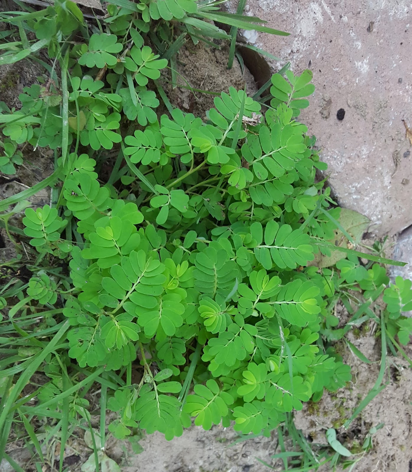 Garden Musings from Memphis Area Master Gardeners The Year of the