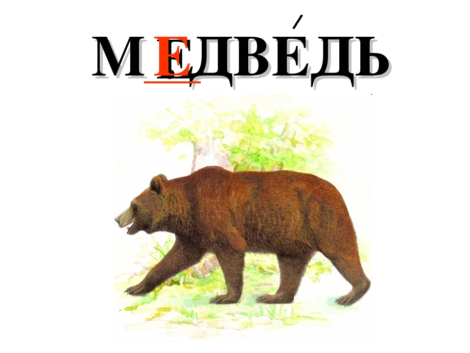 Медведь начало слова. Словарное слово медведь. Медведь словарь. Слово медведь словарное слово. Словарное слово медведь в картинках.