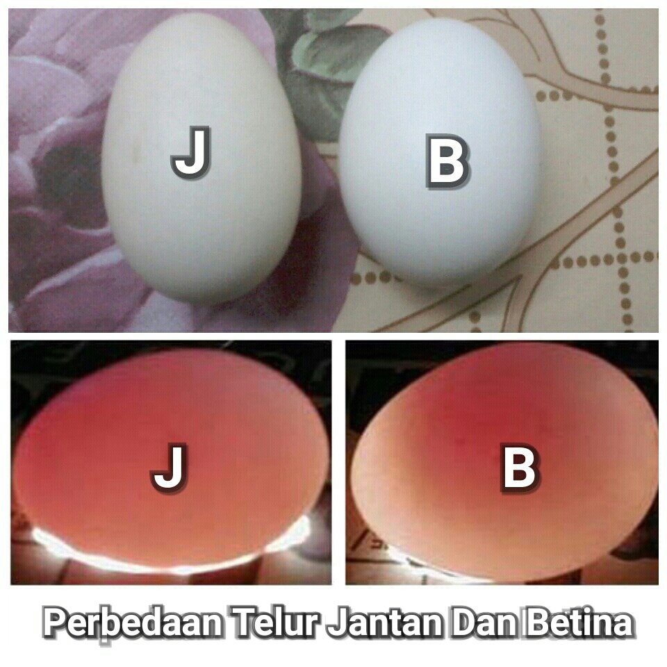 Kelebihan Dan Kekurangan Telur Ayam Jantan