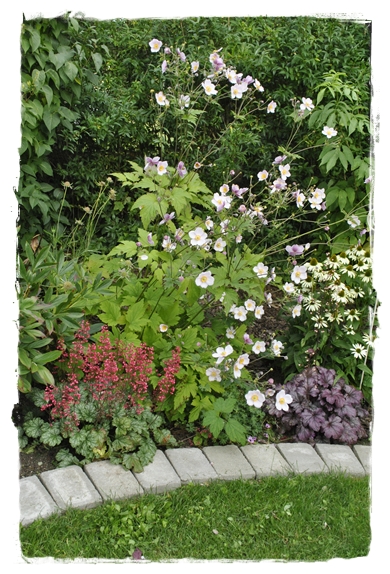 Rosor och ruiner: Min långa rabatt