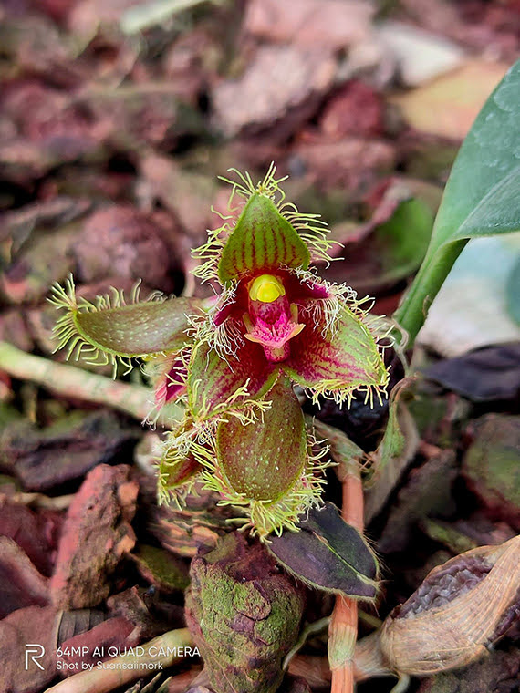 Bulbophyllum dayanum Rchb.f.