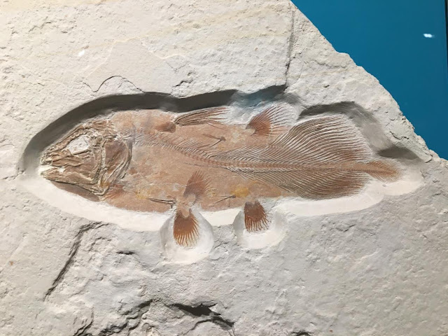 Enormous ancient fish discovered by accident