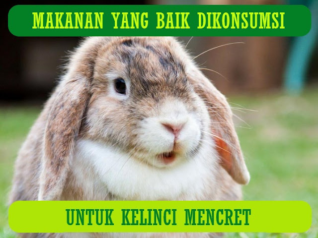 Cara Membuat Vitamin Tradisional Alami Untuk Kelinci Beternakdirumah