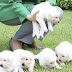 Two puppies left behind by outsted South Korean President find new homes