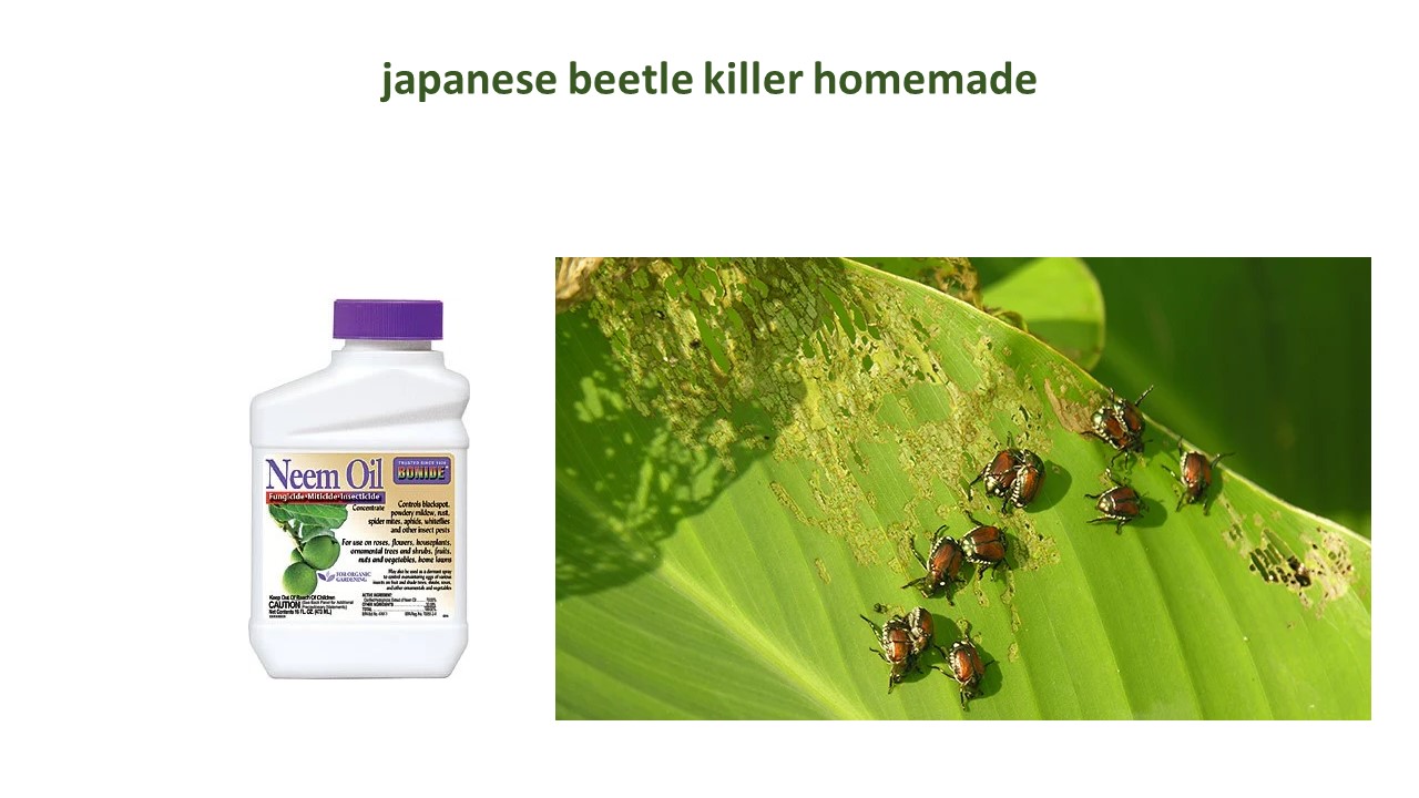 How to Control Most Destructive Insect Japanese beetle