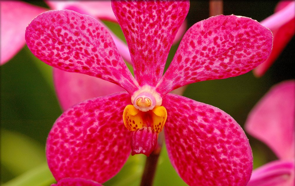 El Viajero Discover Why Zamboanga is dubbed as the CITY OF FLOWERS