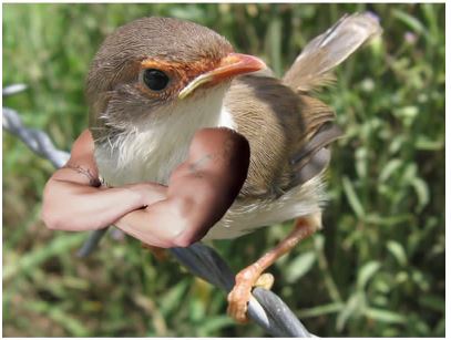 Intermezzo Apabila Burung Memiliki Tangan Seperti Manusia