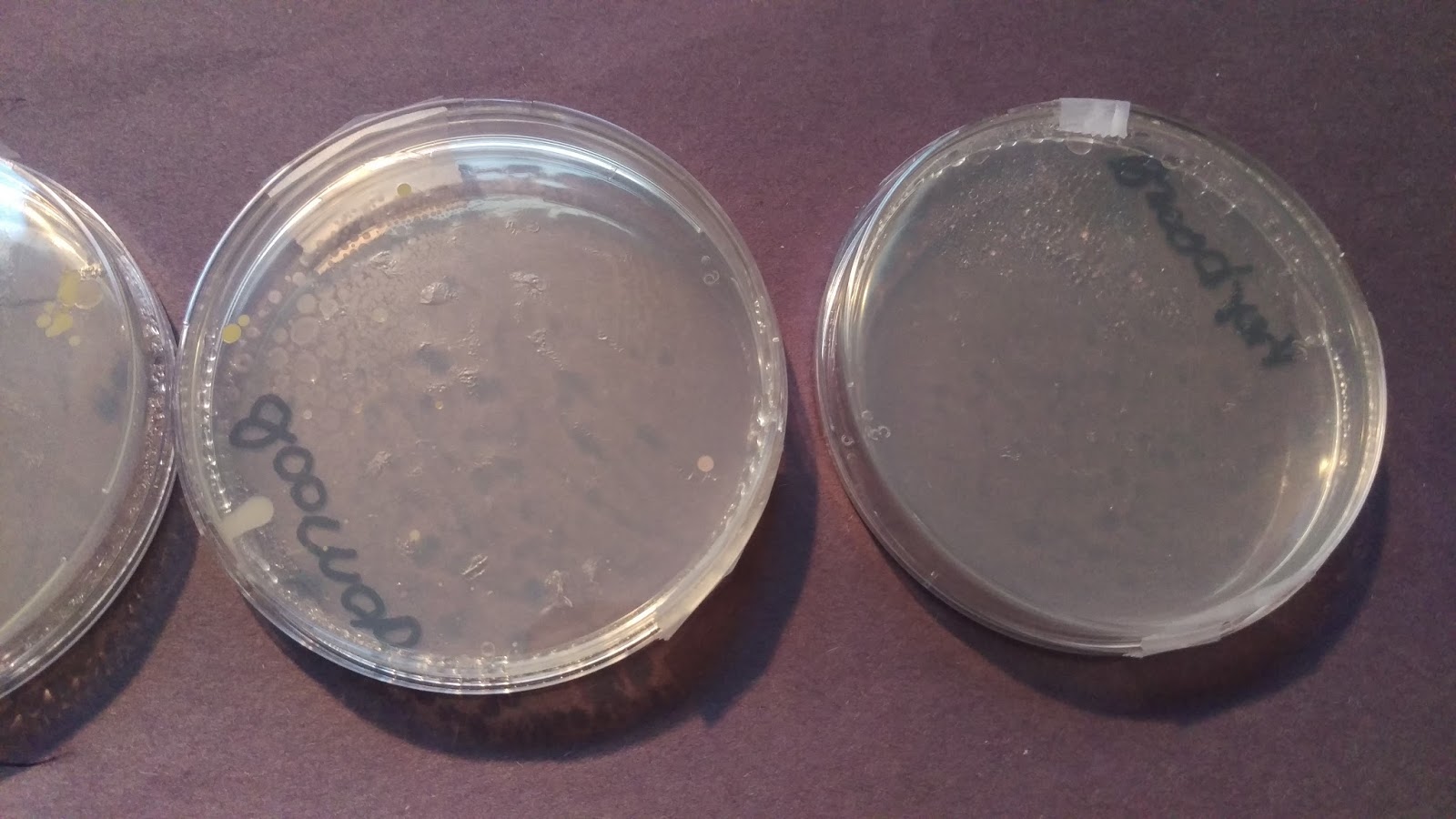 The Cool Science Dad: Science Fair Project - Bacterial Growth Day 4