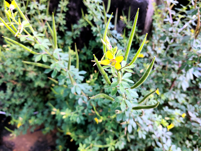 Cleome Viscosa Medicinal Plant Jakhya (hurhur) benefits