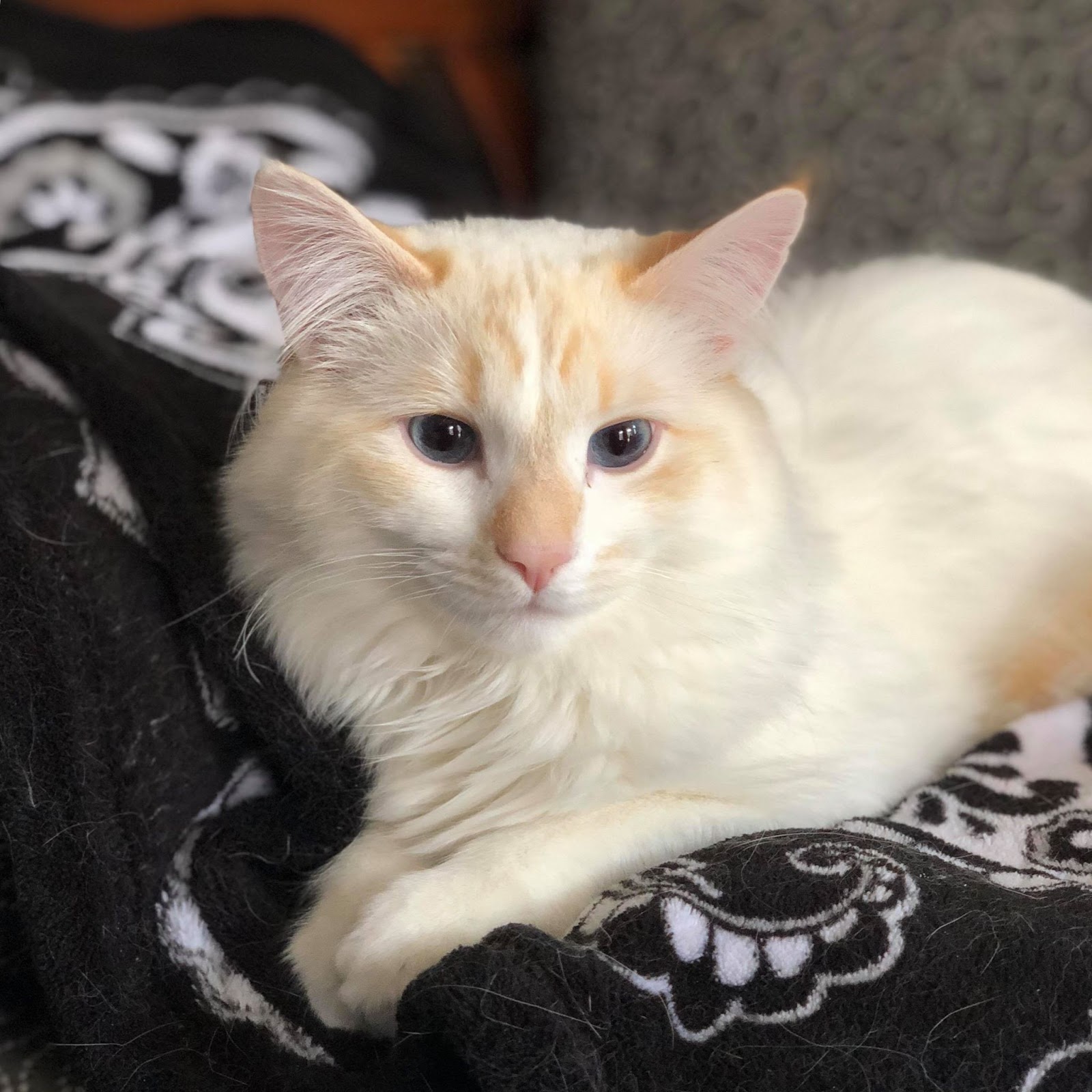 Kitty Ears & Furnishings Fluffy The Vampire Slayer Cats and Horror blog