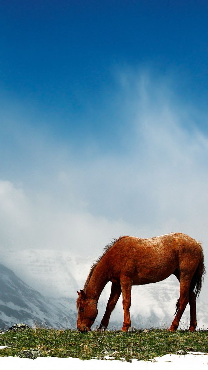 Top 15 hình nền ngựa đẹp cho máy tính Hình động vật