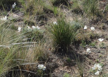 Future Plants By Randy Stewart Potentilla