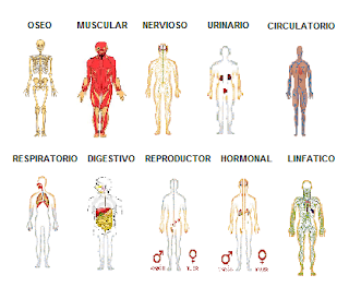 Anatomia Y Fisiologia Humana Sistemas Del Cuerpo Humano