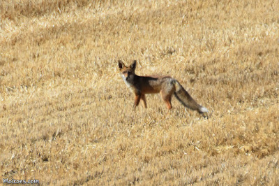 Guineu (Vulpes vulpes)