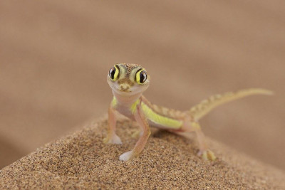 Tips Lengkap Gecko : Cara Memelihara Hingga Merawatnya Tips Lengkap Gecko : Cara Memelihara Hingga Merawatnya