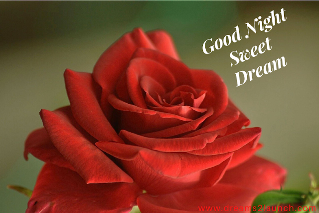 rose good night rose good night