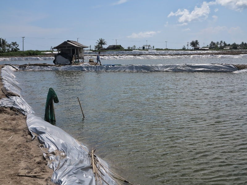 Cara Budidaya Bandeng Organik Agar Cepat Besar