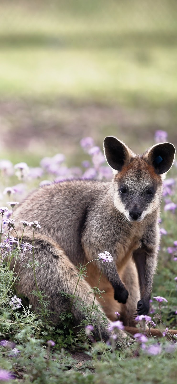 Brush-tailed Rock Wallaby | NatureRules1 Wiki | Fandom