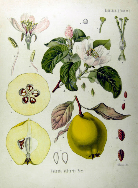 lámina botánica de membrillo