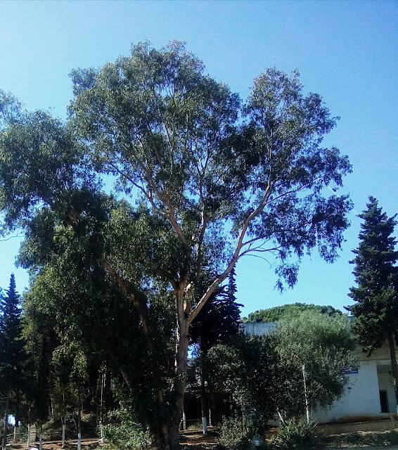 شجرة الصنوبر