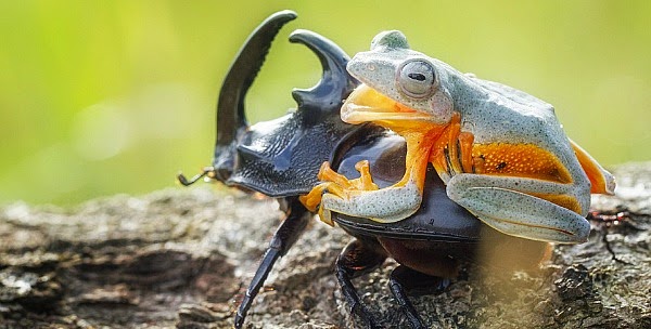 Reinwardt flying frog can be seen smiling the moments before the beetle starts to fly as the cowboy frog has fun rodeo of his life Watch this Cowboy Frog have fun riding a Beetle via geniushowto.blogspot.com reinwardt flying frog can be seen smiling the moments before the beetle starts to fly as the cowboy frog has fun rodeo of his life