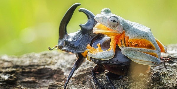 Watch this Cowboy Frog have fun riding a Beetle via geniushowto.blogspot.com reinwardt flying frog can be seen smiling the moments before the beetle starts to fly as the cowboy frog has fun rodeo of his life