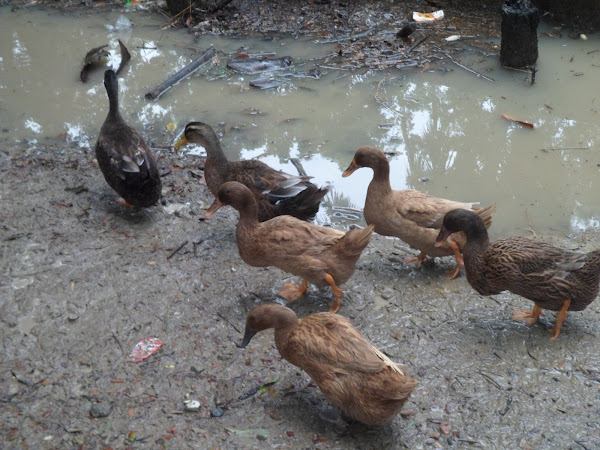 duck, ducks, ducks photo, duck feed, feed of duck, duck farming, what does duck eat