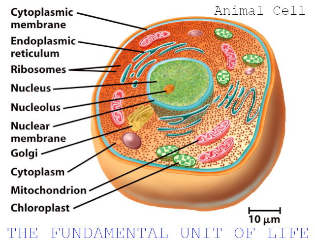 CBSE Papers, Questions, Answers, MCQ ...: CBSE Class 9 - Biology - Cell -  Fundamental Unit Of Life - 1 Marker Questions (#class9Biology)(#eduvictors)