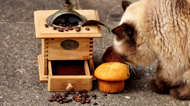 Can Dogs Eat Cat Food? Or Is Cat Food Safe For Dogs?
