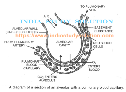 Section of an alveolus with a pulmonary blood capillary - India Study Solution notes https://www.indiastudysolution.com - Breathing and Respiration images