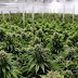 San Pedro tendrá su primer parque industrial de producción de cannabis 