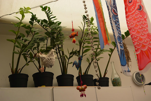 Plantas de interior con bajo mantenimiento