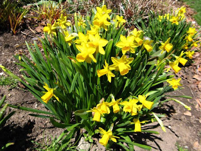 Yellow daffodils in bloom at Paul Kane House gardens by garden muses: a Toronto gardening blog