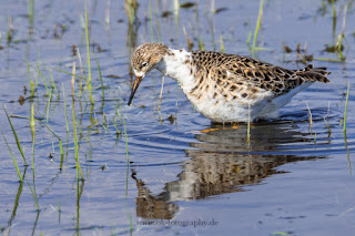 Wildlifefotografie Kampfläufer