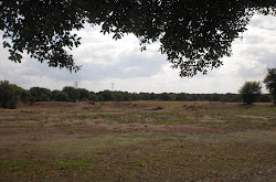 Anfiteatro romano de Cáparra