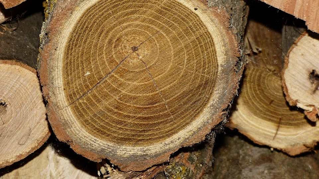 kayu akasia - jenis kayu kelas 2