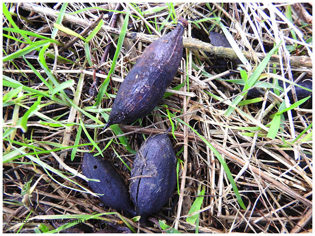 fruto perforado por insecto -Chacra Educativa Santa Lucía fruto perforado por insecto -Chacra Educativa Santa Lucía