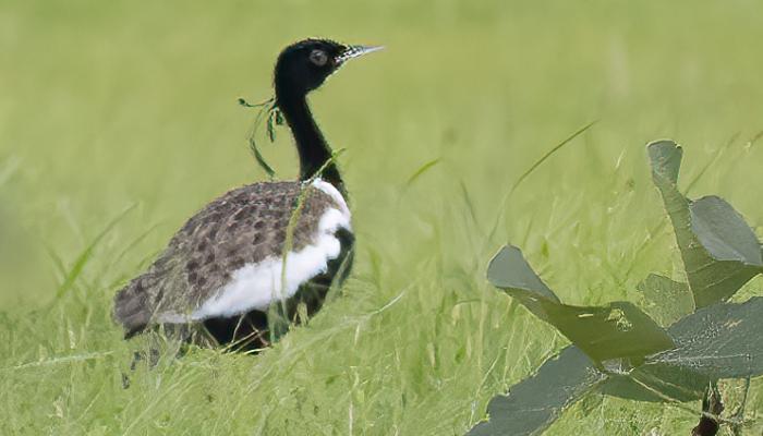 Madhya Pradesh for Lesser Florican or Kharmore, Sypheotides, The shy bird, mid-air courtship gestures, State wildlife Board, Madhya Pradesh, Wildlife Boards,