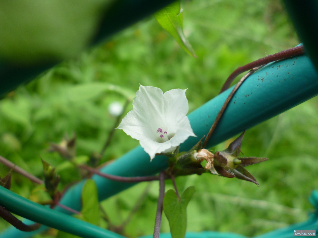 マメアサガオの花
