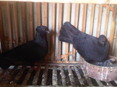 memilih merpati lokal jenis kupu kupu yang bagus | Pawiro Bird Farm
