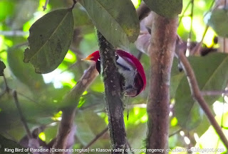 Birding in the rainforest of Sorong regency King Bird of Paradise (Cicinnurus regius)