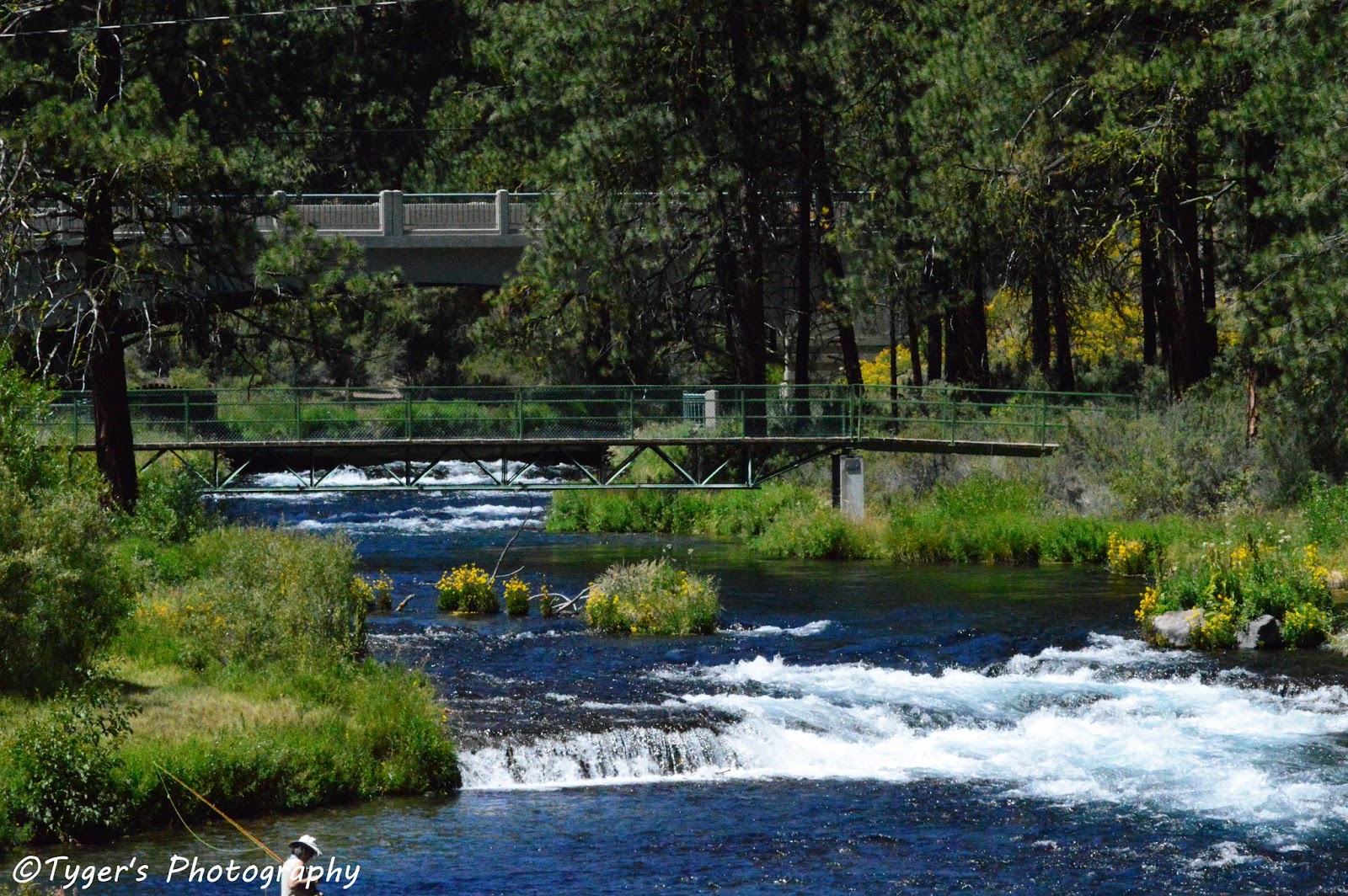 Around the World through a Tyger's Eyes Collier Logging Museum