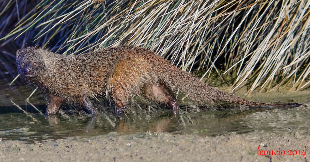 FOTOGRAFÍA Y NATURALEZA EN ANDALUCÍA DIGISCOPINGMELONCILLO O MANGOSTA