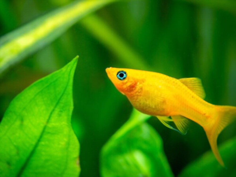 Neon Orange Molly Fish (wikipedia).
