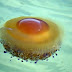 Cotylorhiza tuberculata - μέδουσα τηγανητό αυγό