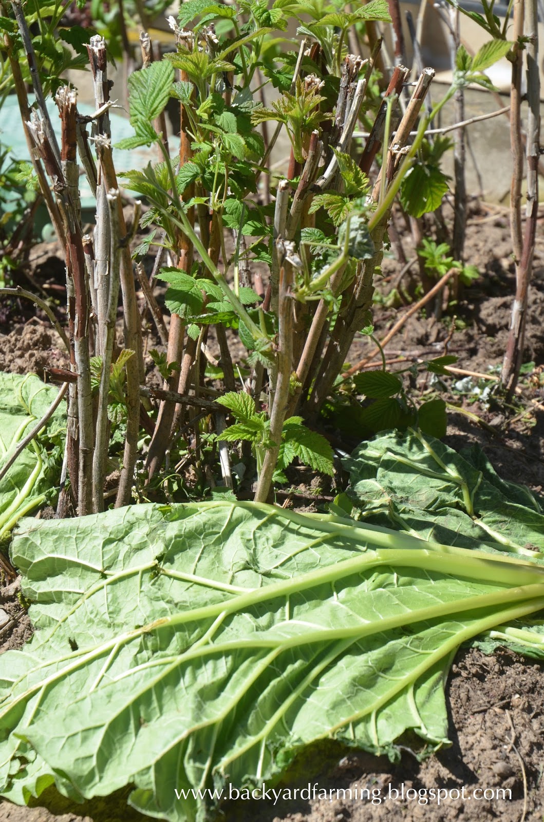 backyard farming rhubarb leaves as weed barrier and mulch backyard farming rhubarb leaves as weed barrier and mulch