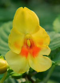 Tropical yellow orange impatiens Centennial Park Conservatory by garden muses-not another Toronto gardening blog