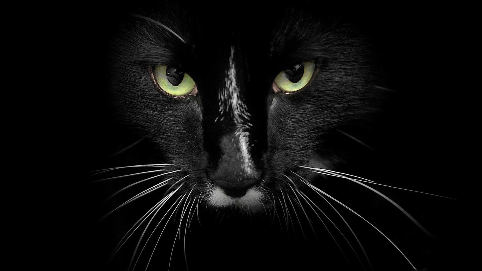 The Black Cat HD Wallpaper | All the Latest and Exclusive HD Wallpapers