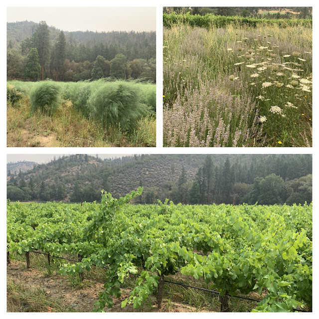 collage of Cowhorn vineyards